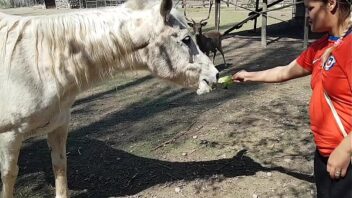 cavalos comendo mulher